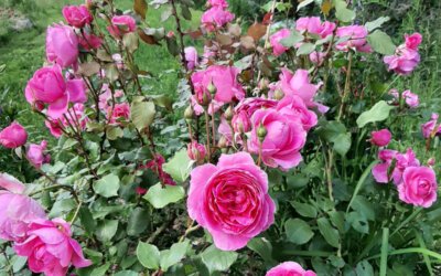 Climbing Rose Parade