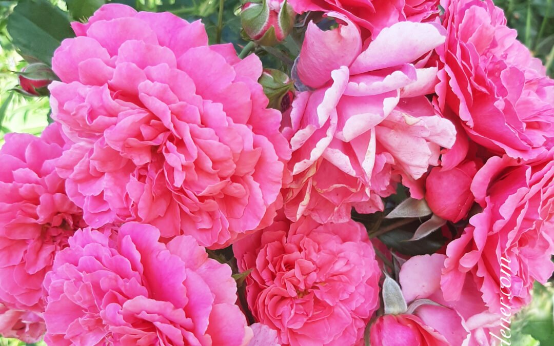 Rosarium Uetersen Rose