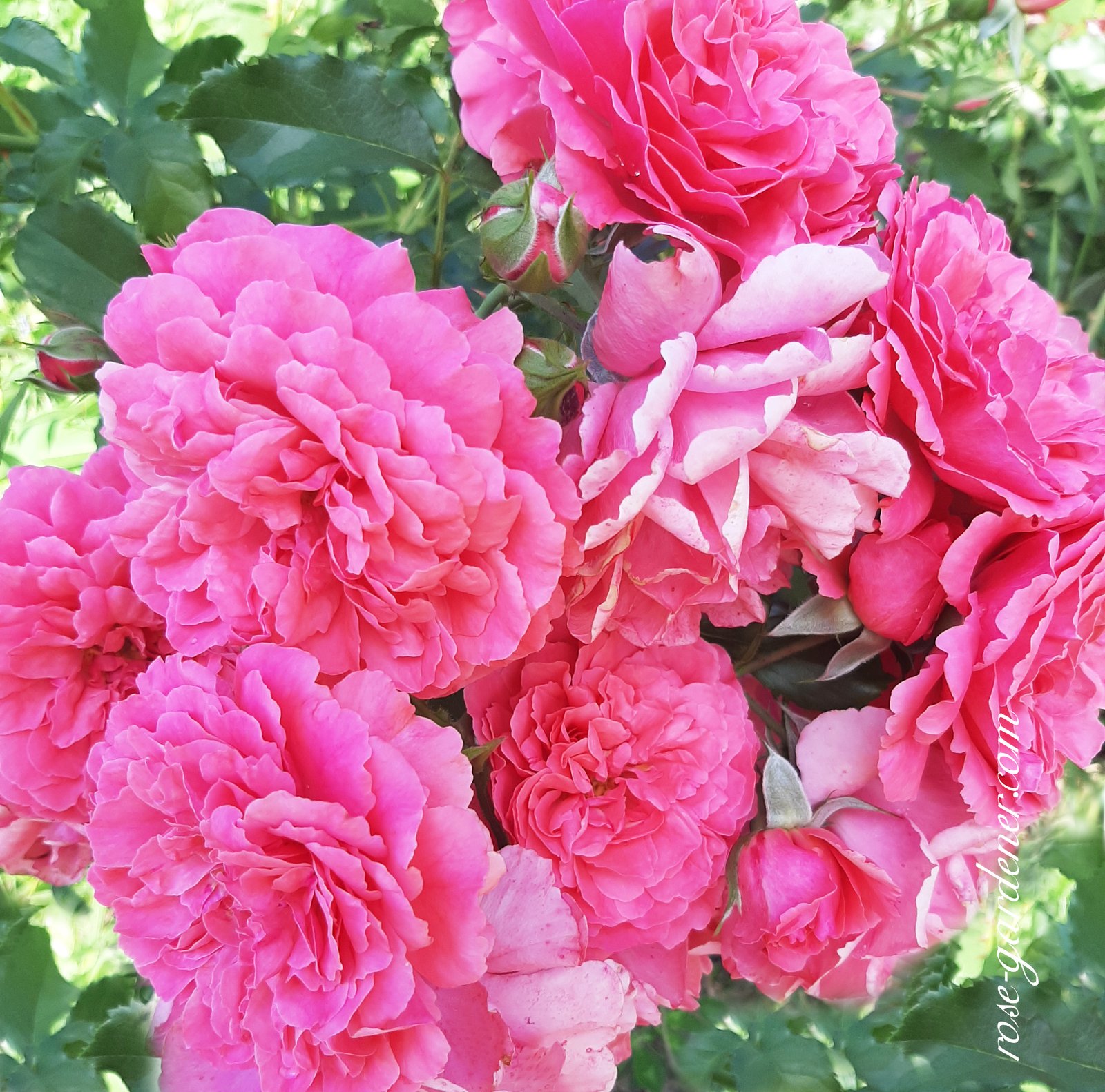 Rosarium Utersen Rose