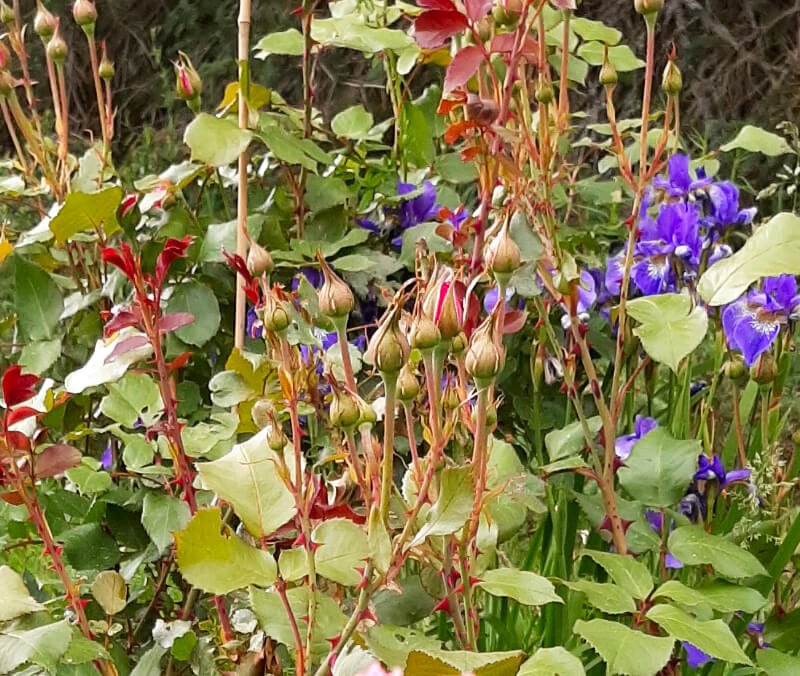 How To Grow Roses