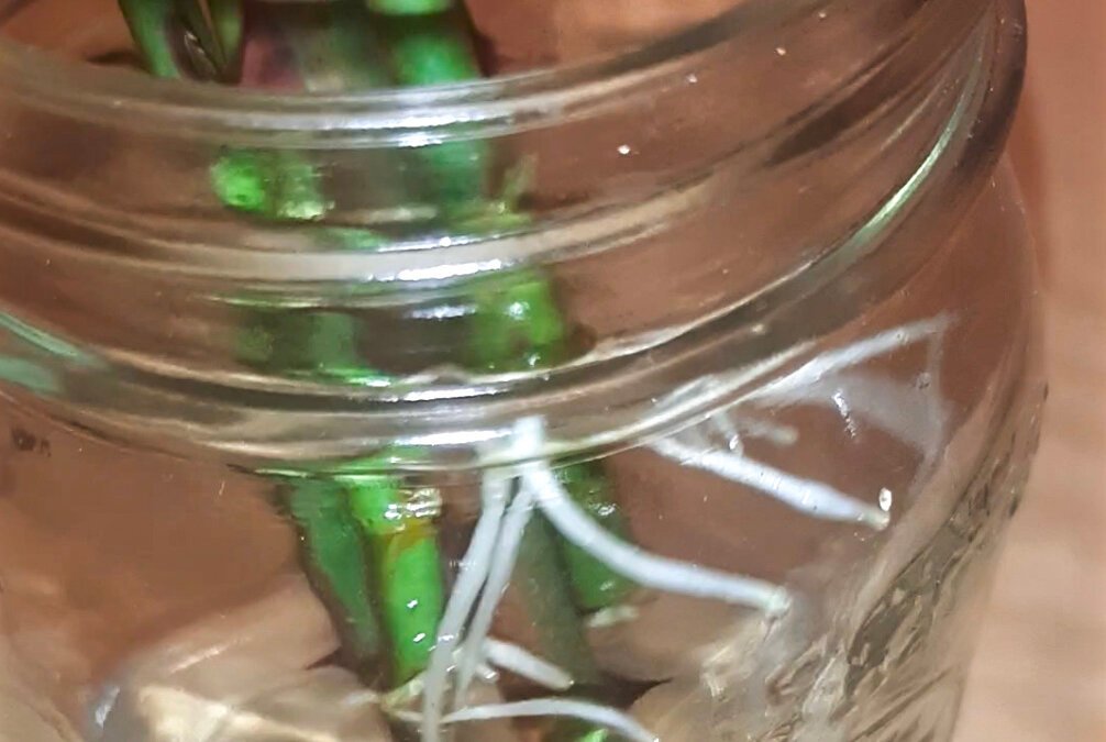 How To Propagate Rose Cuttings in Water