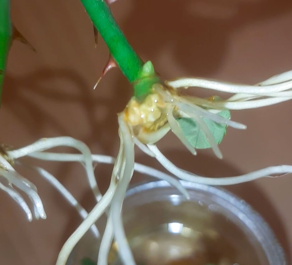 Rooting Roses in Water