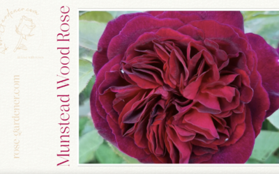 Munstead Wood Rose