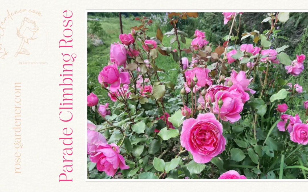 Climbing Rose Parade