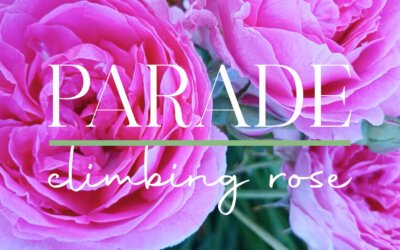 Climbing Rose Parade