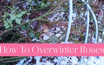 How To Overwinter Roses Video