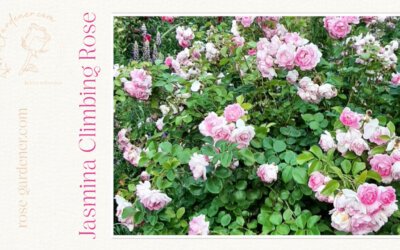 Jasmina Climbing Rose