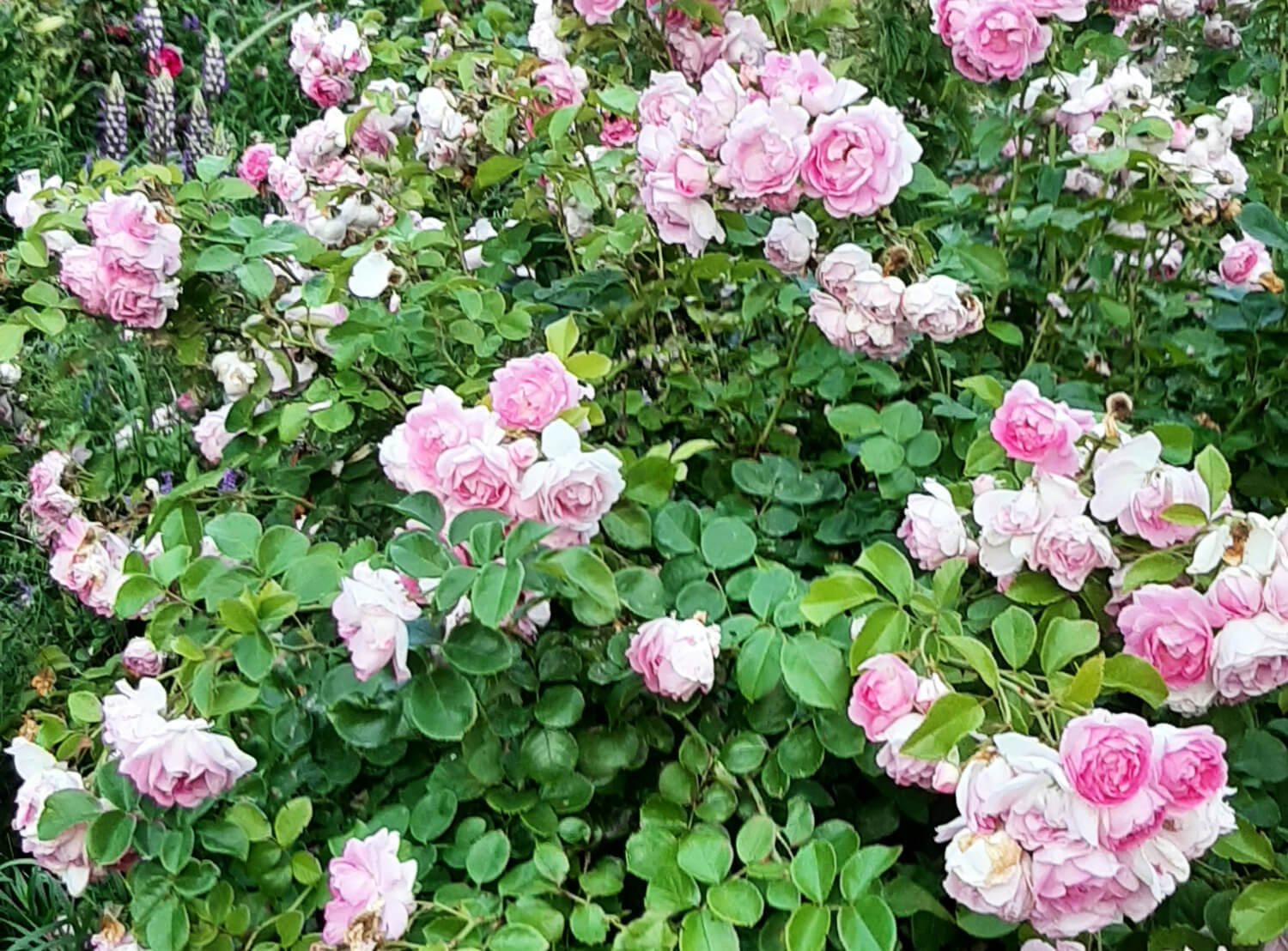 Jasmina Climbing Rose