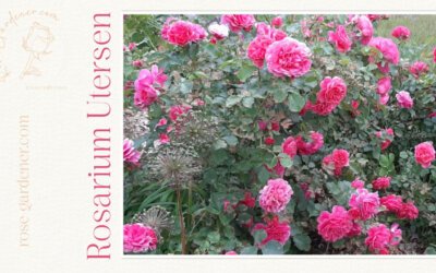 Rosarium Uetersen Rose